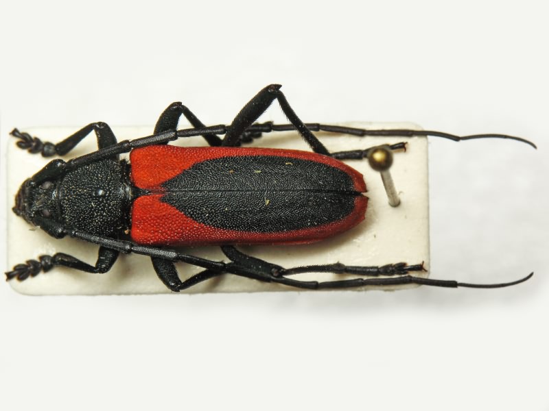 Purpuricenus kaehleri (Linnaeus, 1758)